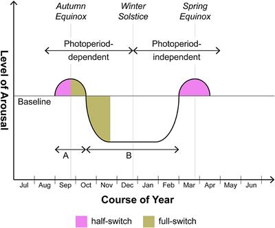 The Elusive “Switch Process” in Bipolar Disorder and Photoperiodism: A Hypothesis Centering on NADPH Oxidase-Generated Reactive Oxygen Species Within the Bed Nucleus of the Stria Terminalis